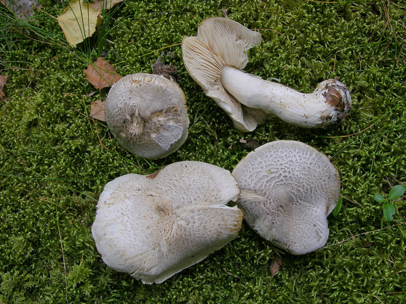 Tricholoma pardinum.